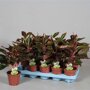 Aglaonema 'Crete'